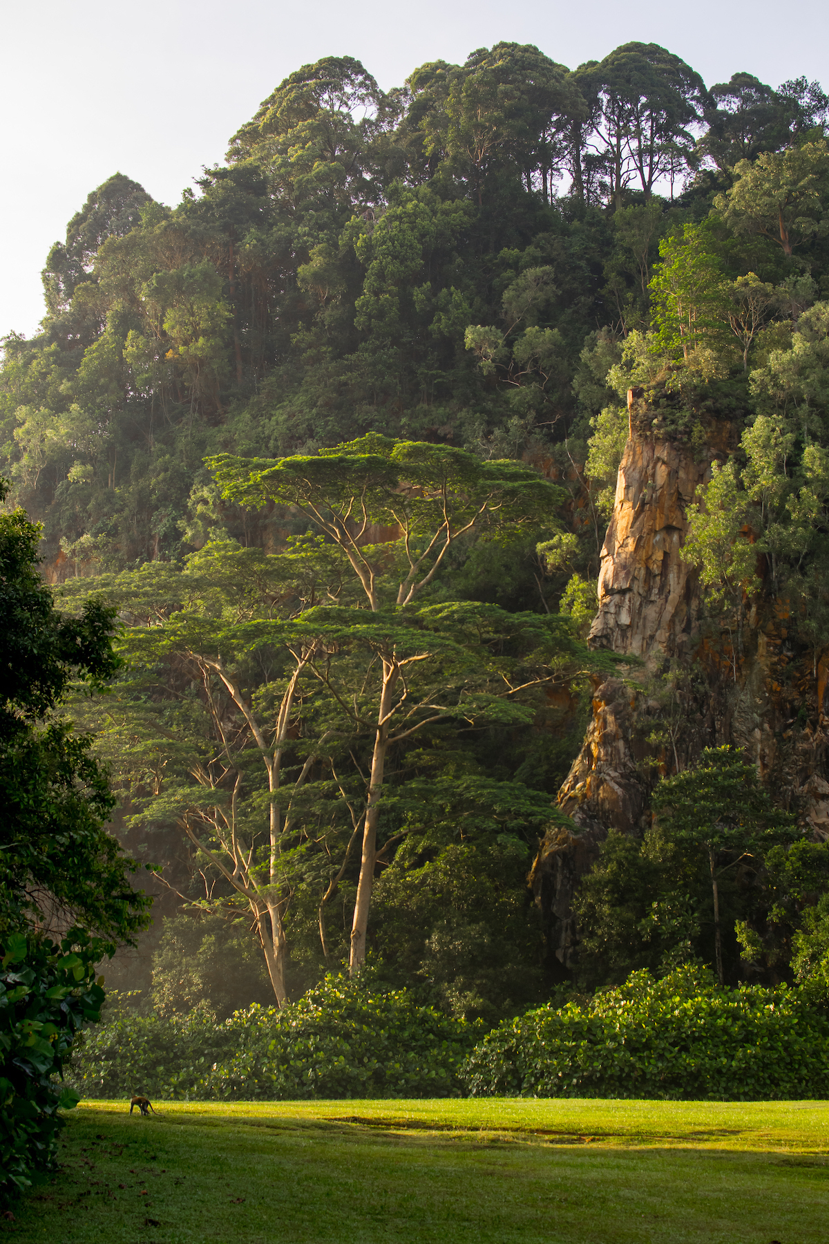 The prow of the Nose catches the golden light at Singapore's Dairy Farm cliffs. [Photo] Lim Joel