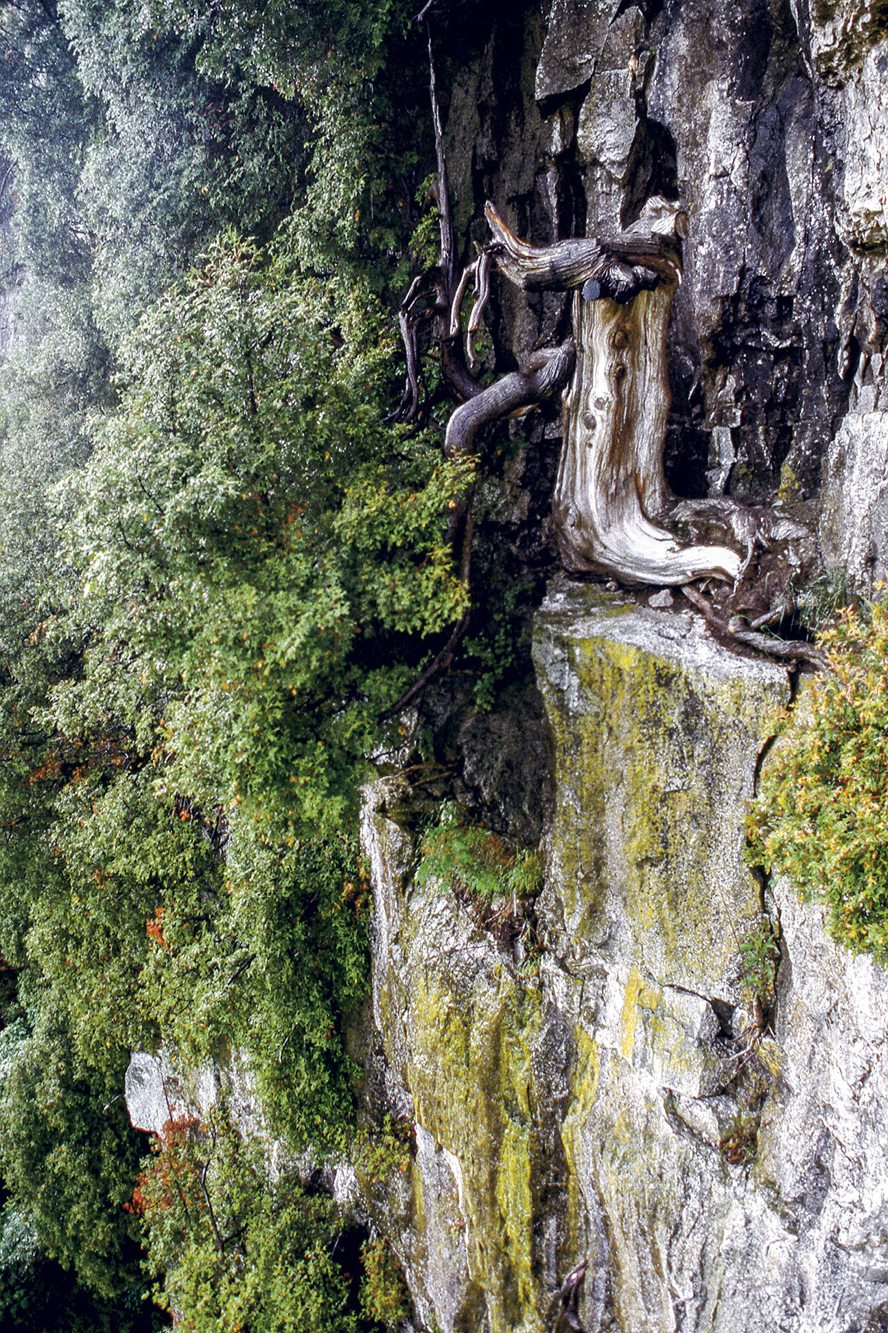 One of the oldest eastern white cedars on the cliffs of the Niagara Escarpment. This tree germinated in the year 1134, making it 883 years old today. Climbers likely trimmed the branches on its northern side to make way for a climbing route in 1992. At the time of the photograph, two living branches on the south side of the tree were keeping it alive, though scientists haven't been back to survey whether it survives today. [Photo] Peter Kelly