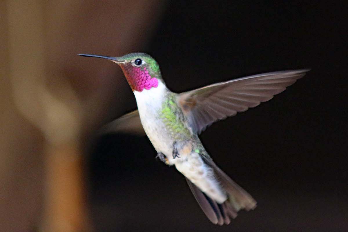 A broad-tailed hummingbird at Rocky Mountain Biological Laboratory.[Photo] Jimmy Lee