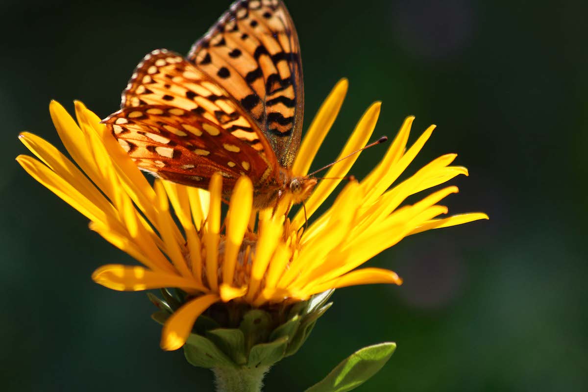 Checkerspot Butterfly on a Goldenweed flower at Rocky Mountain Biological Laboratory. [Photo] Jimmy Lee