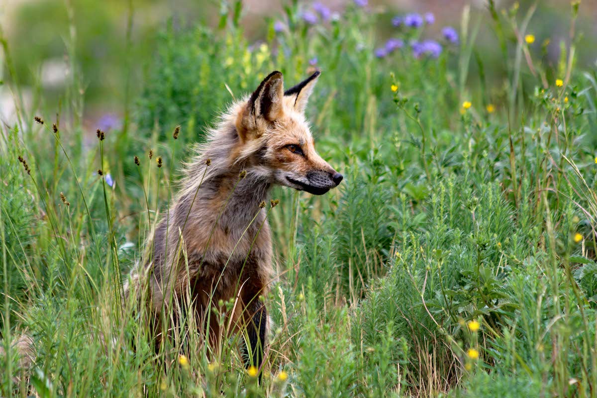 Red Fox in the meadow at Rocky Mountain Biological Laboratory. [Photo] Jimmy Lee