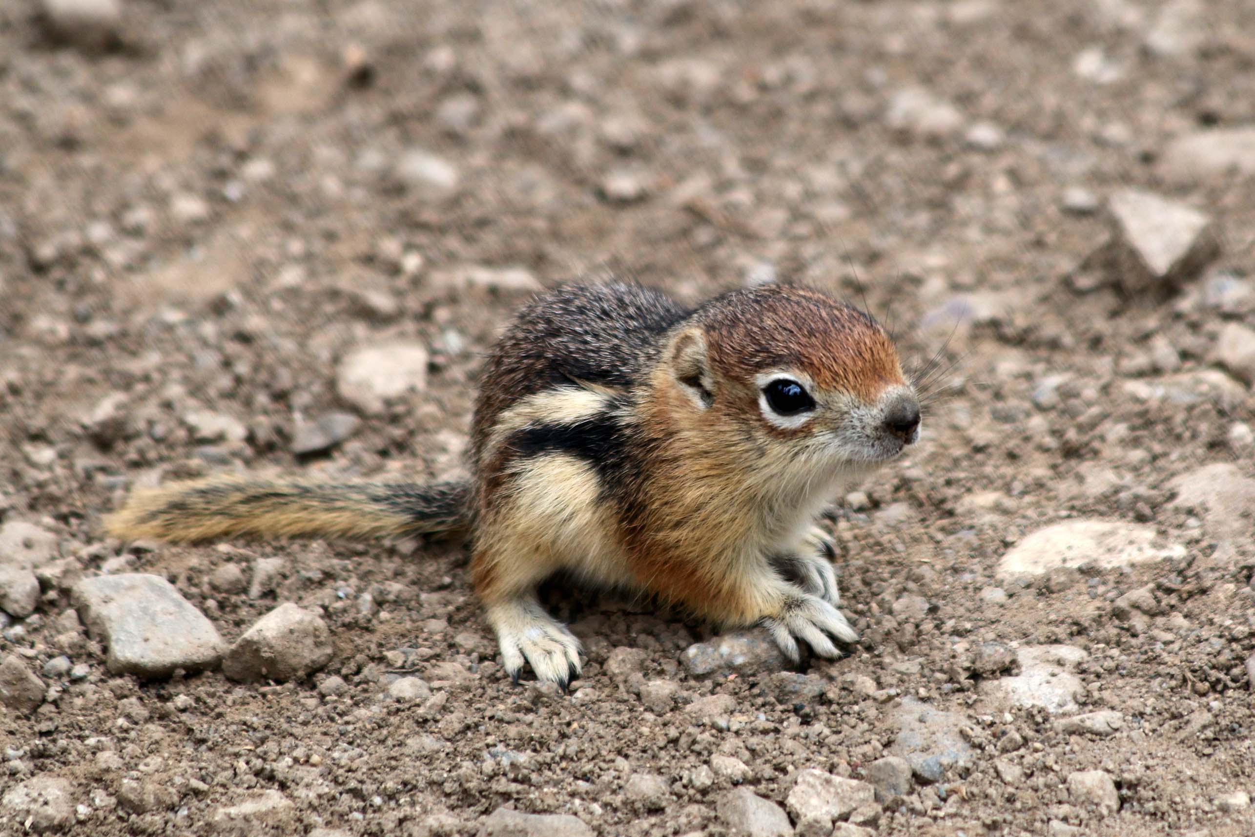 Baby ground squirrel at Rocky Mountain Biological Laboratory. [Photo] Jimmy Lee