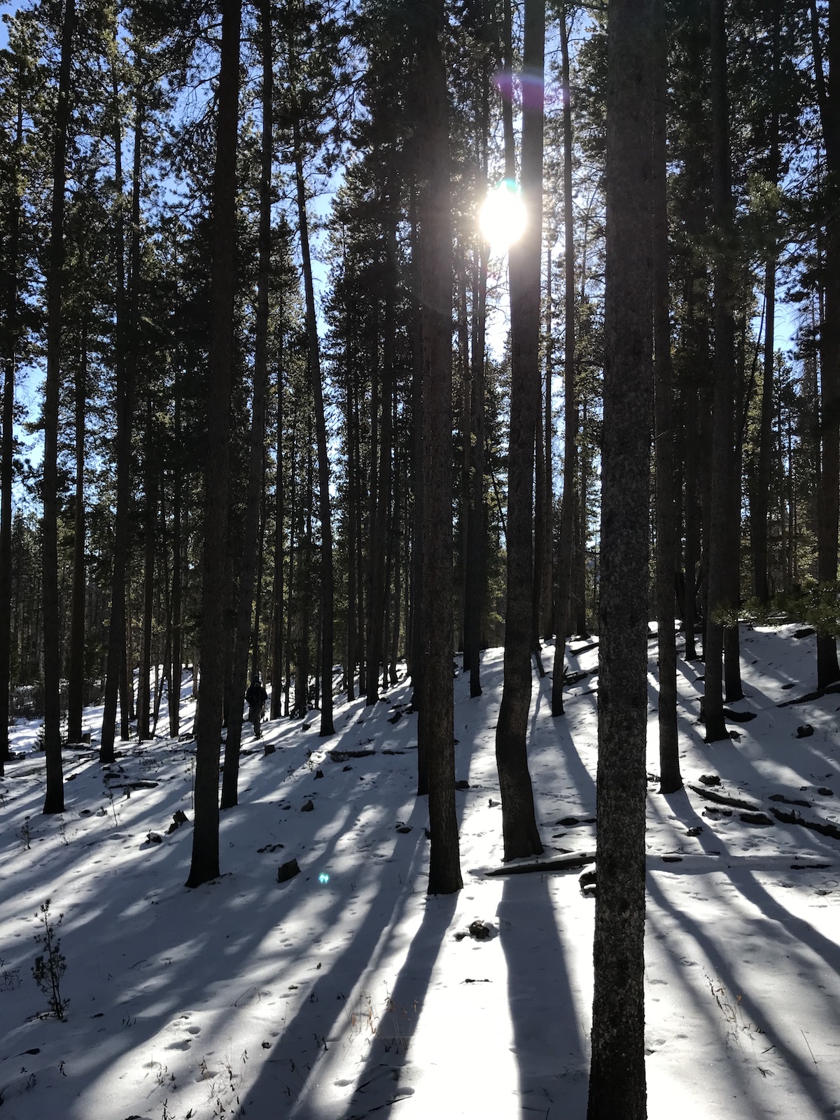 Lodgepole pines in the Medicine Bow National Forest in the Snow Range, Wyoming. [Photo] Katherine Indermaur